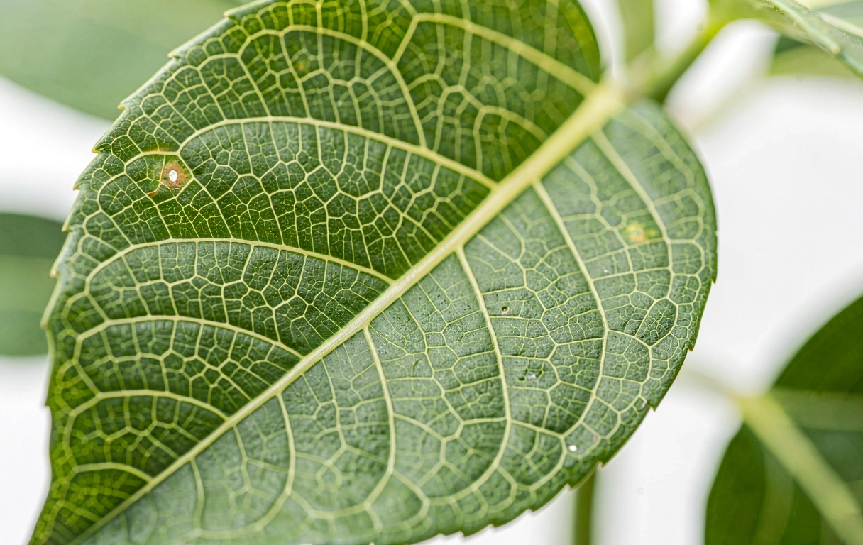 Precision and natural order